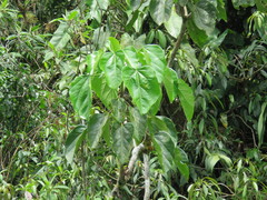 Oreopanax sanderianus