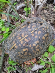 Terrapene carolina carolina