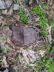 Terrapene carolina carolina