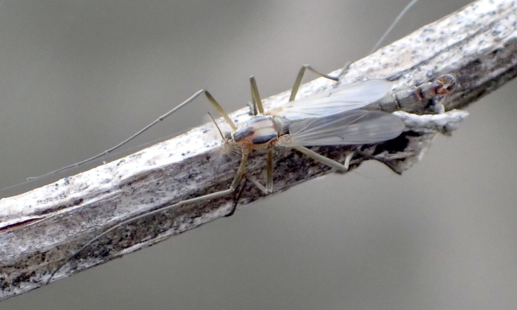 Chironomus pallidivittatus