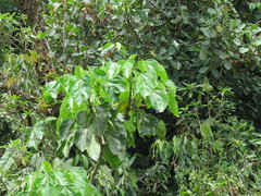 Oreopanax sanderianus