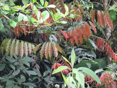 Alfaroa hondurensis