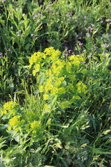 Euphorbia iberica