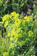 Euphorbia iberica