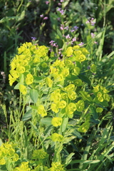 Euphorbia iberica