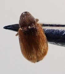 Pseudanthonomus