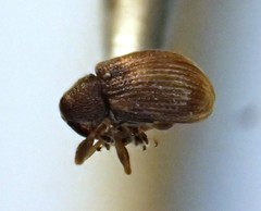 Pseudanthonomus
