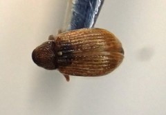Pseudanthonomus