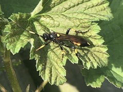 Ichneumon