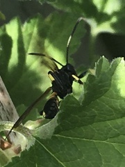Ichneumon