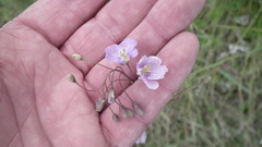 Heliophila rigidiuscula