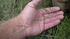 Heliophila rigidiuscula