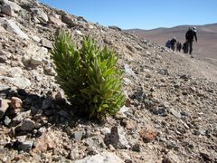 Cistanthe arancioana