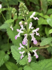 Stachys geobombycis