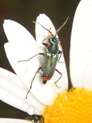 Malachius lusitanicus