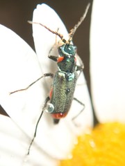 Malachius lusitanicus