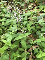 Stachys geobombycis