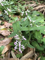 Stachys geobombycis