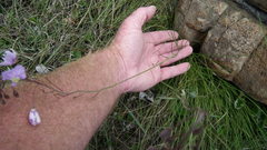 Heliophila rigidiuscula