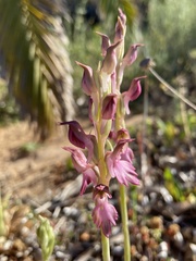 Anacamptis sancta