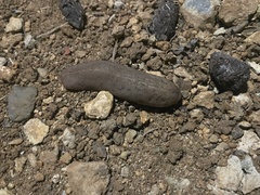 Leidyula portoricensis