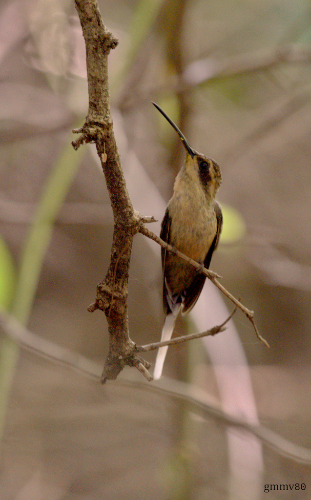 Buff-bellied Hermit (Phaethornis subochraceus) photo