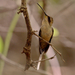 Buff-bellied Hermit - Photo (c) Guillermo Menéndez, some rights reserved (CC BY-NC), uploaded by Guillermo Menéndez
