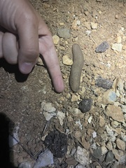 Leidyula portoricensis