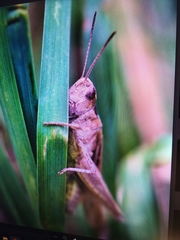 Chorthippus brunneus