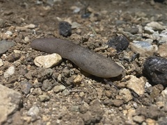 Leidyula portoricensis