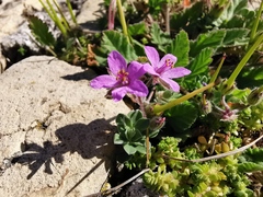 Erodium malacoides
