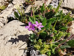 Erodium malacoides
