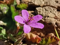 Erodium malacoides
