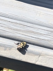 Bombus impatiens