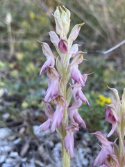 Anacamptis sancta