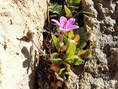 Erodium malacoides