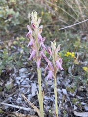 Anacamptis sancta