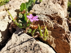 Erodium malacoides