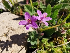Erodium malacoides