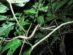 Thamnodynastes pallidus