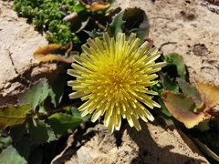 Sonchus oleraceus