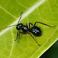 Cyrtomyrma