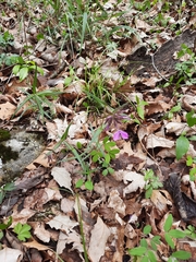 Phlox pilosa