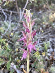 Anacamptis sancta