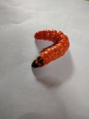Cossidae