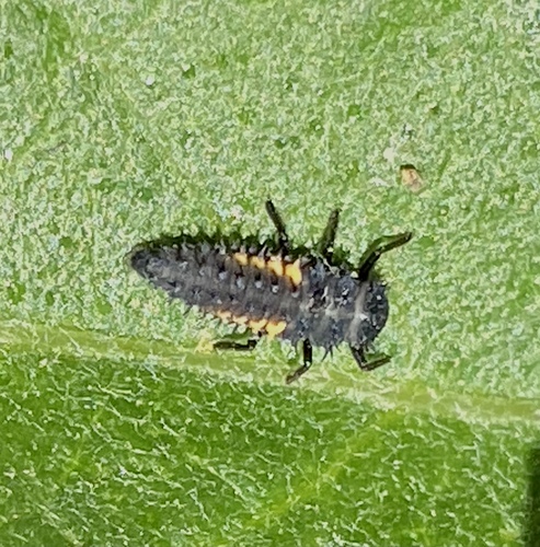 iNaturalist observation photo of Asian Lady Beetle
