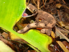 Thecadactylus solimoensis