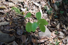 Smilax riparia