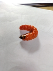 Cossidae