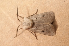 Agrotis turatii